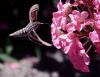 Hummingbird Moth
